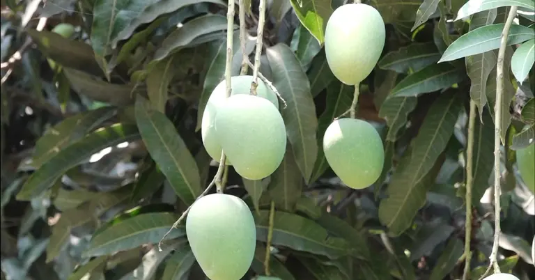 আমের ছবি